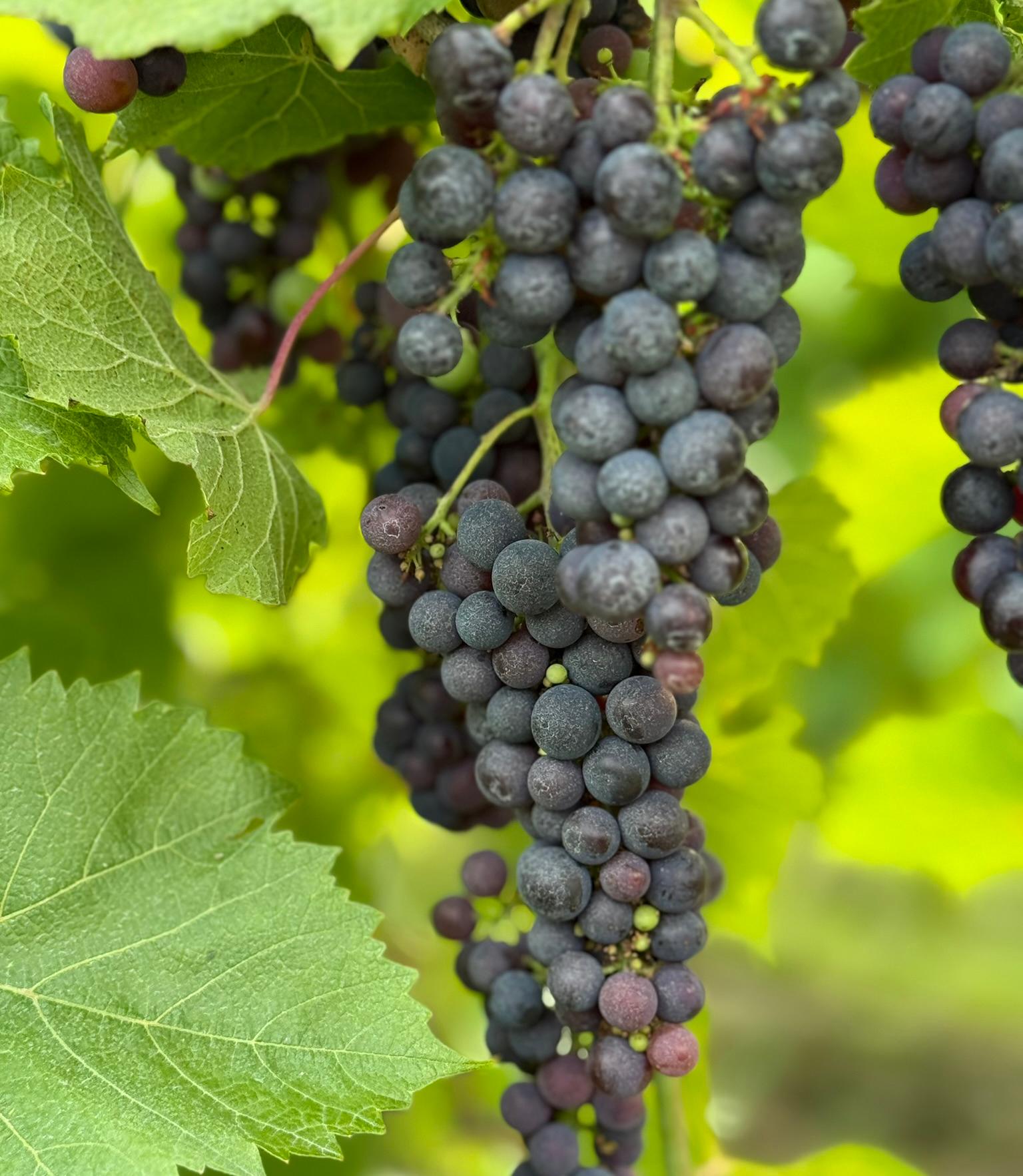 Purple grapes hanging from a vine.